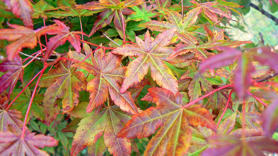 Autumn Colors in Miniature Photograph by Pamela Patch