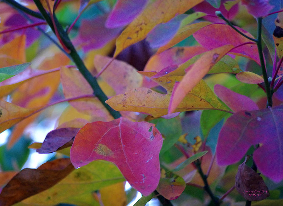 Autumn Colors Photograph