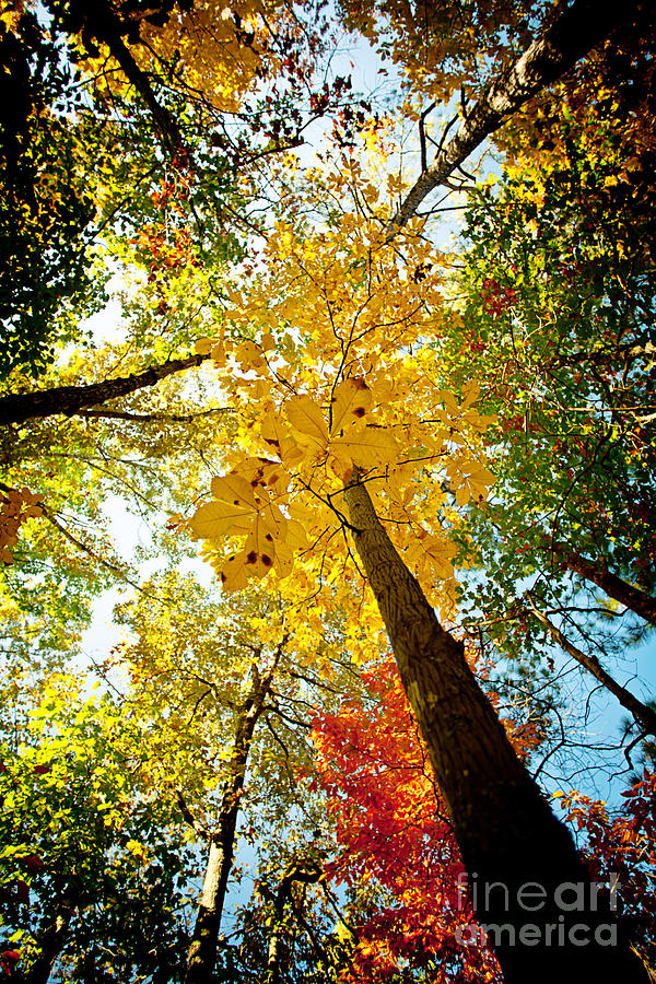Fall Photograph - Autumn Colors by Joan McCool