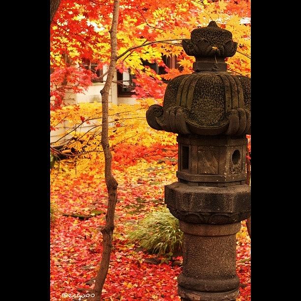 Landscape Photograph - Autumn Colors by Kimihiro Ecchie