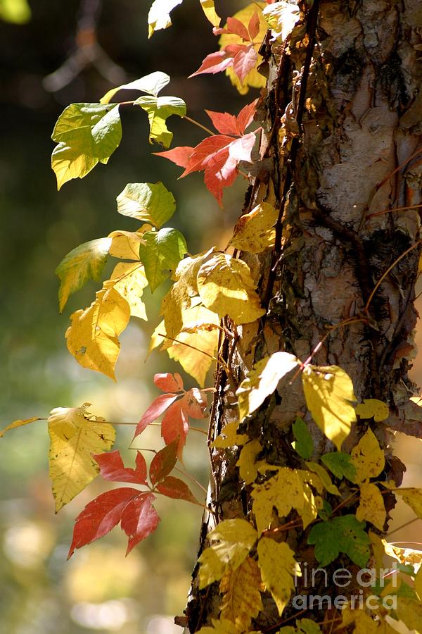 Autumn Colors Photograph by Living Color Photography Lorraine Lynch