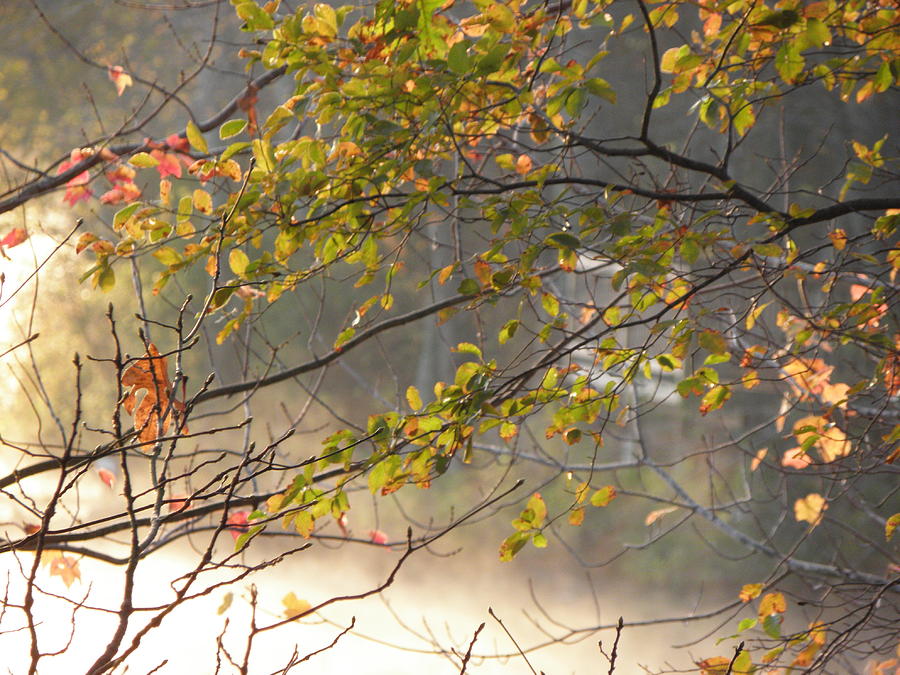 Autumn Colors Photograph by Kim Galluzzo