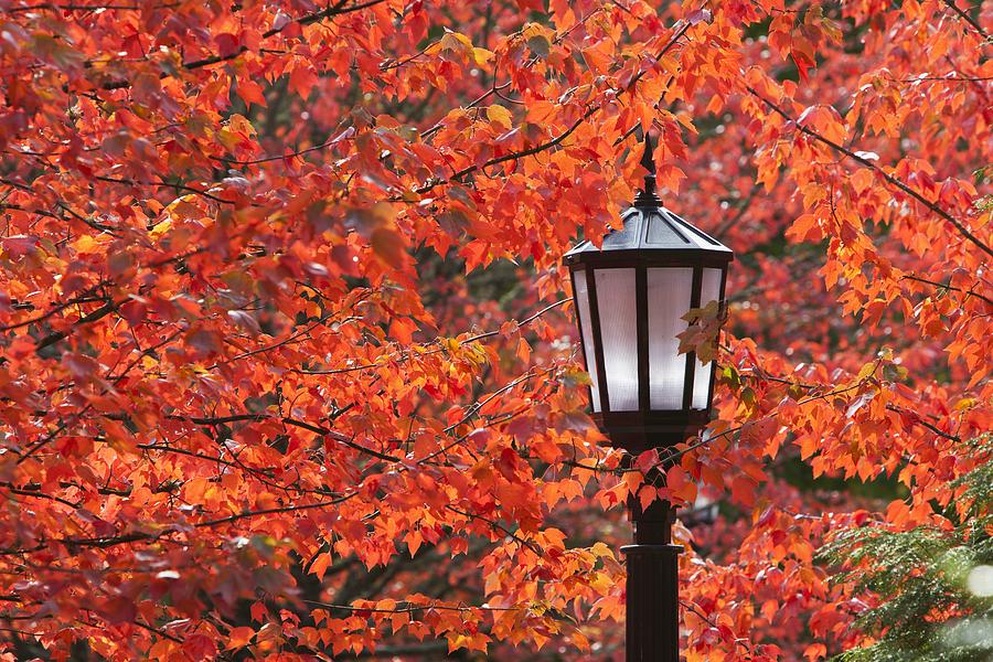Tree Photograph - Autumn Colors On The Leaves And A Light by Craig Tuttle