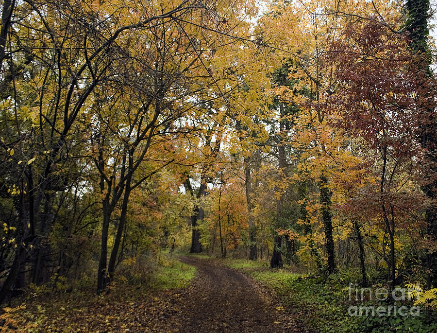 Autumn Colors Photograph by Richard Verkuyl