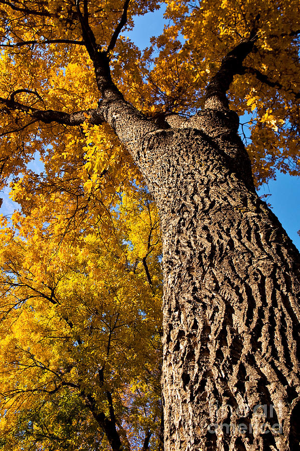Autumn Season Photograph - Autumn Colors by Terry Elniski