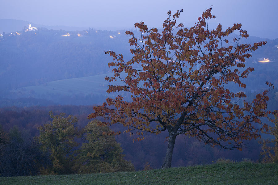 Autumn colour at dusk Photograph by Ian Middleton