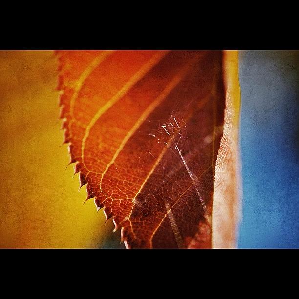 Fall Photograph - Autumn Colours And A Spider Web by Tanya Sperling
