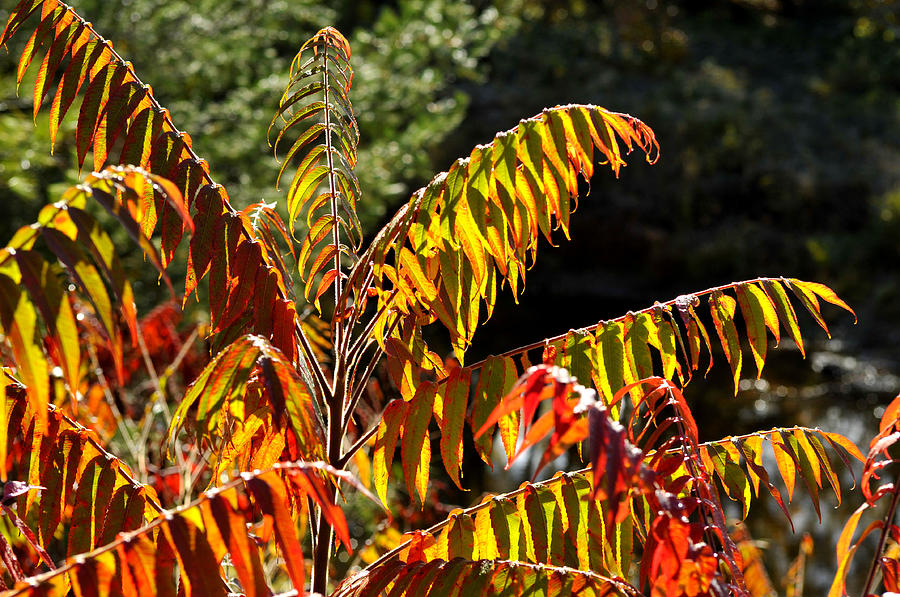 Autumn Colours Photograph by Douglas Pike