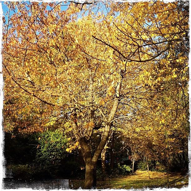 Dublin Photograph - Autumn Colours In The Park. #dublin by David Lynch