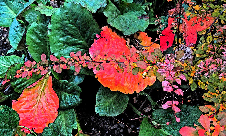 Flower Photograph - Autumn Composition One by Ian  MacDonald