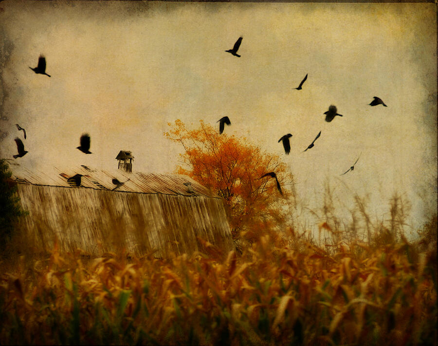 Wildlife Photograph - Autumn Cornfield by Gothicrow Images