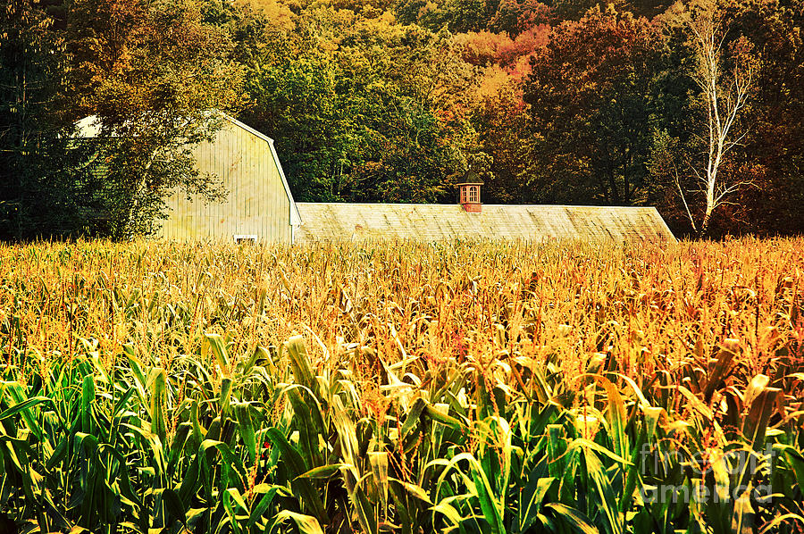 Fall Photograph - autumn cornfield in Granville MA by HD Connelly