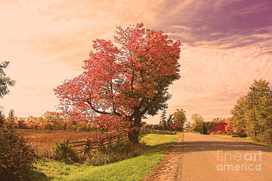 Autumn Country Photograph by Cathy Beharriell