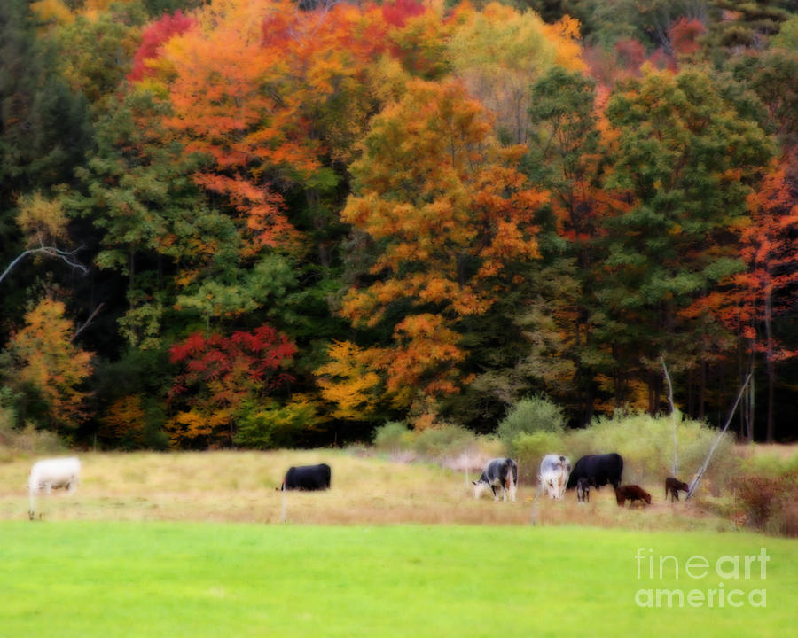 Autumn Cows In Pasture Photograph by Smilin Eyes Treasures