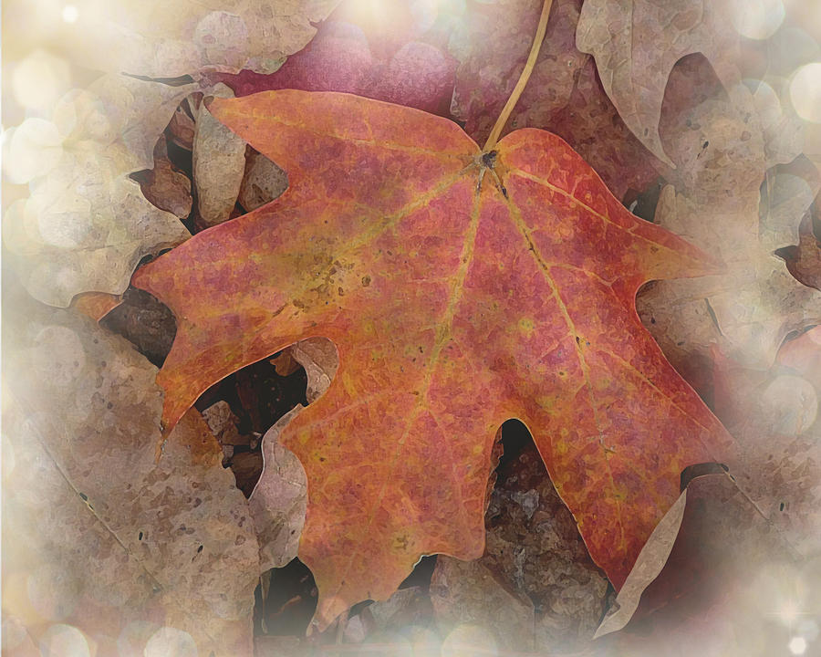 Fall Photograph - Autumn Dance by Terry Eve Tanner