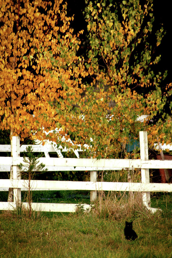 Autumn Days Photograph