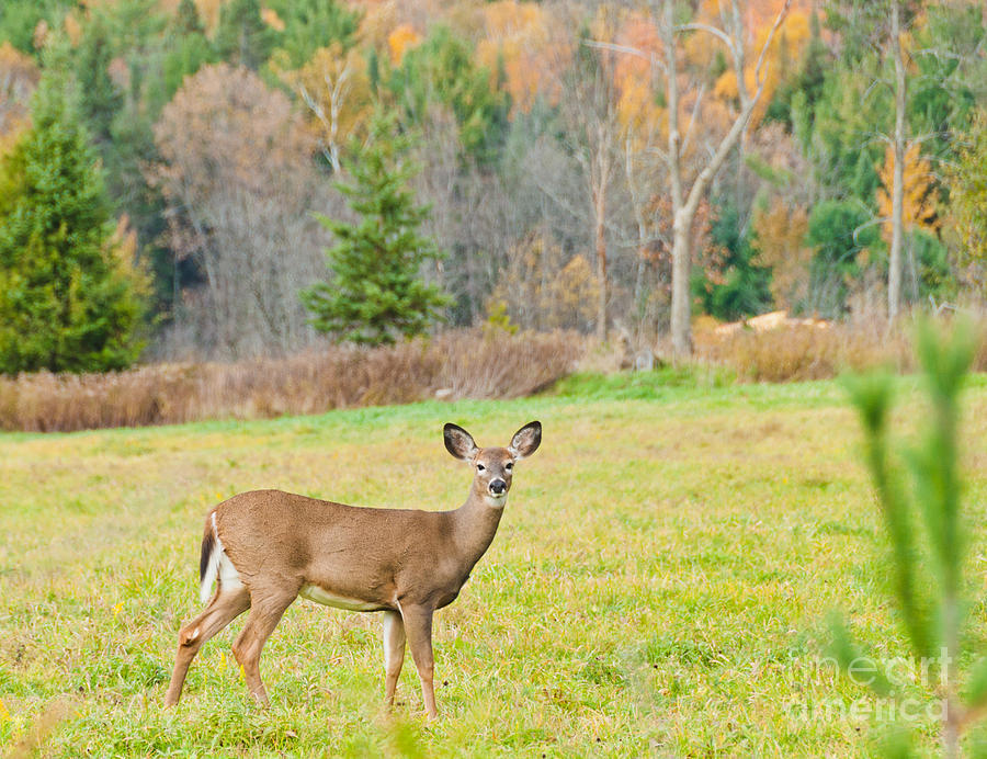 Autumn Deer Photograph by Cheryl Baxter