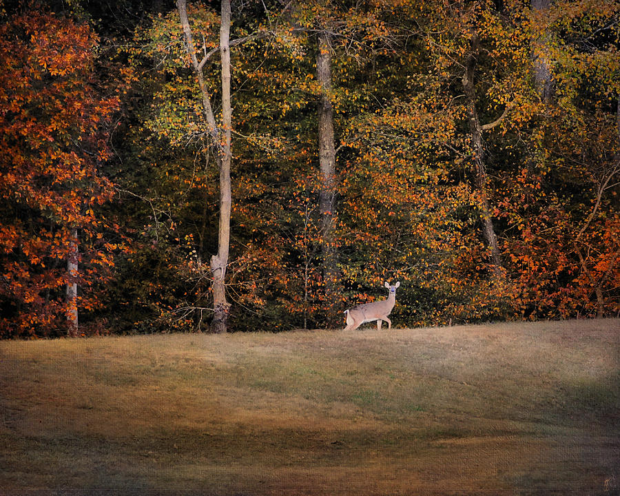 Autumn Deer Photograph by Jai Johnson