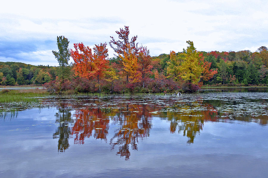 Autumn Diversity Photograph by David Rucker