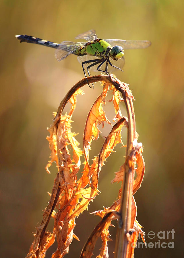 Autumn Dragonfly Photograph by Carol Groenen