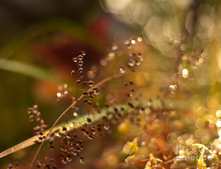 Autumn Dream Photograph by Mike Reid