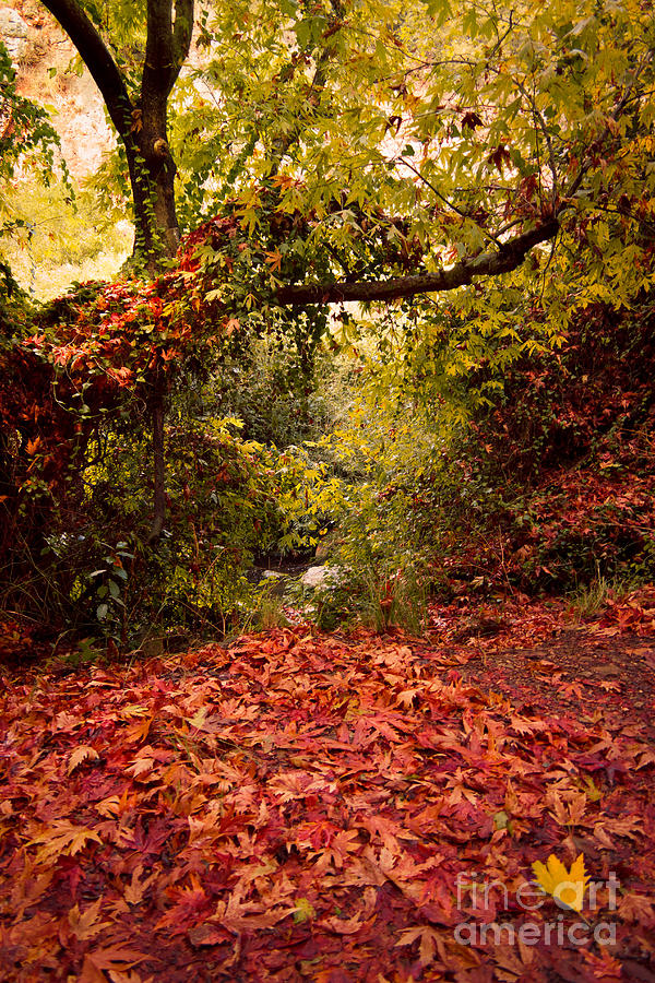 Fall Photograph - Autumn Dreams by Nadya Ost