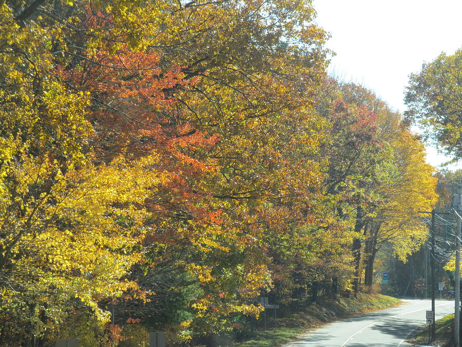 Autumn Drive Photograph by Loretta Pokorny