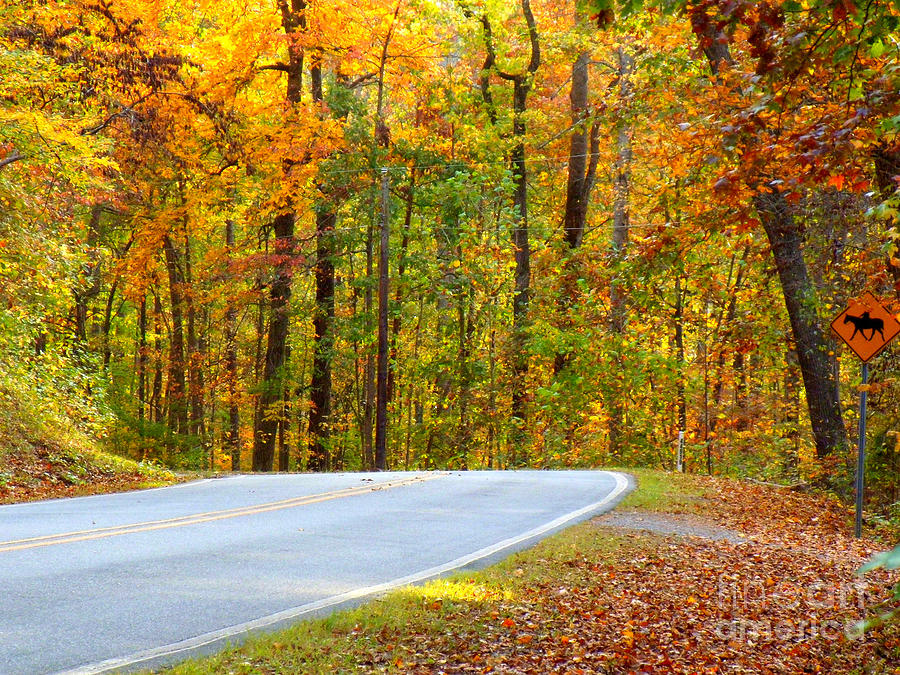 Autumn Drive Photograph by Lydia Holly