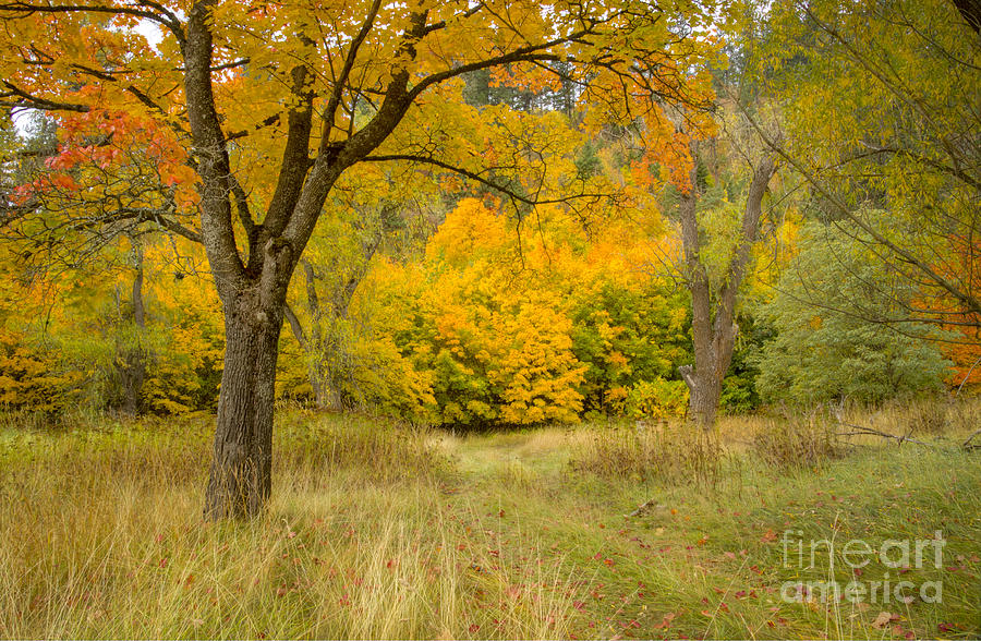 Autumn Escape Photograph by Idaho Scenic Images Linda Lantzy