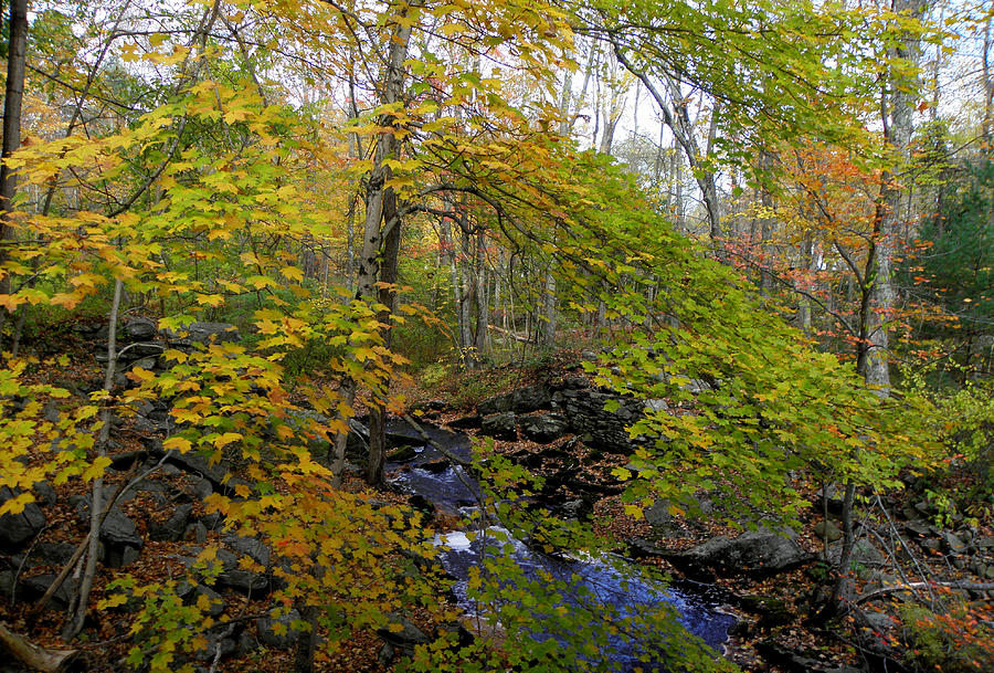 Autumn Fantasy in CT USA Photograph by Kim Galluzzo Wozniak