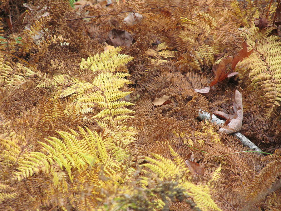 Autumn Ferns Photograph by Loretta Pokorny