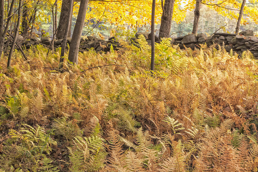Autumn Ferns Photograph by Tom Singleton