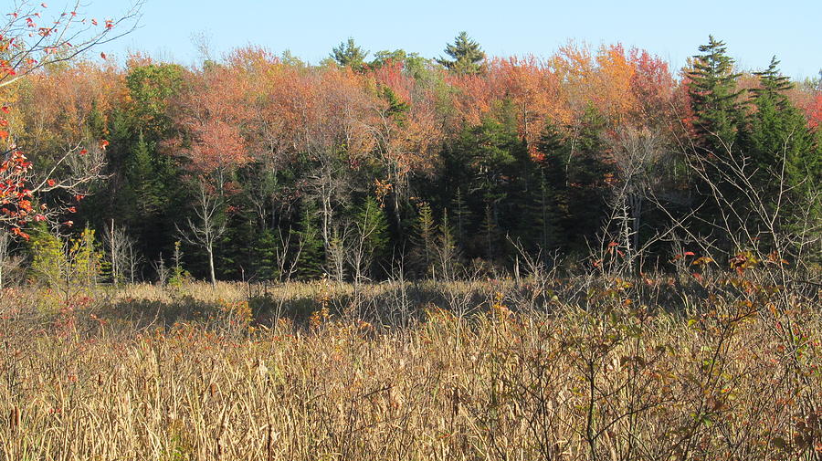 Autumn Field and Pine Photograph by Loretta Pokorny