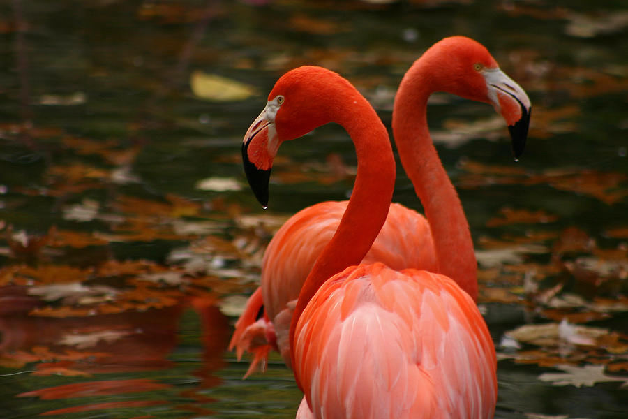 Autumn Flamingos Photograph by David Rucker