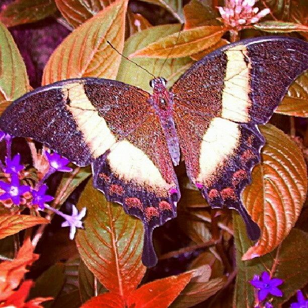 Butterfly Photograph - Autumn Flight by Stan Homato