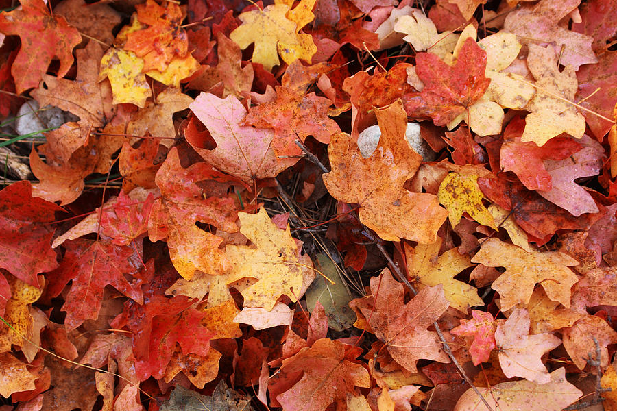 Fall Photograph - Autumn Floor by Paul Huchton