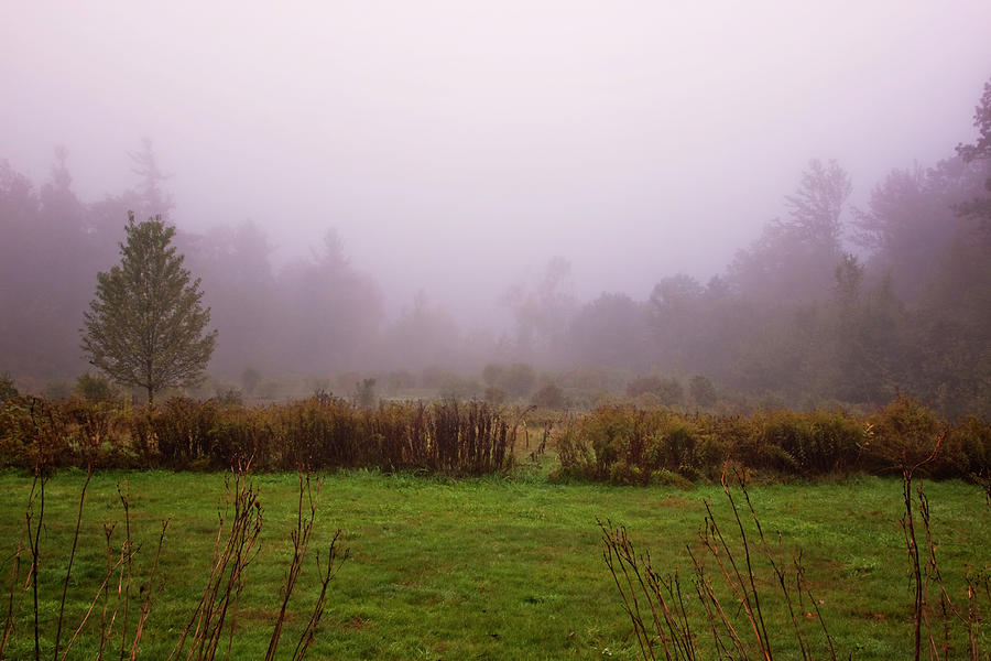 Autumn Fog Photograph by Tom Singleton
