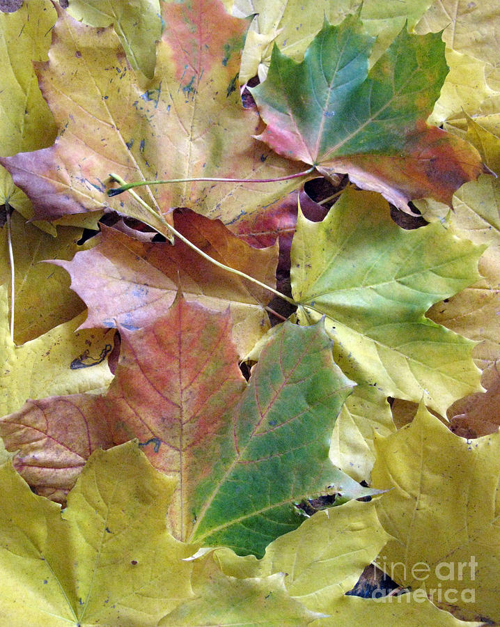 Fall Photograph - Autumn Foliage by Ausra Huntington nee Paulauskaite