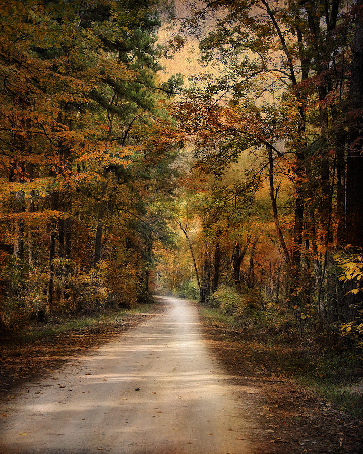 Autumn Forest 3 Photograph by Jai Johnson