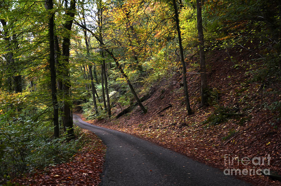 Tree Photograph - Autumn Forest by Bruno Santoro