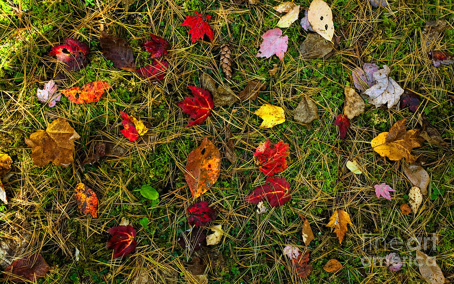 Fall Photograph - Autumn Forest Floor by Matt Tilghman