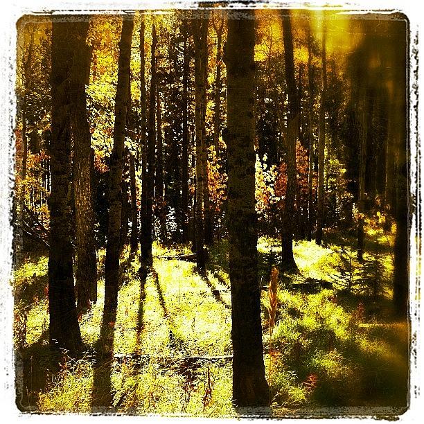Autumn Forest Photograph by John Gaucher
