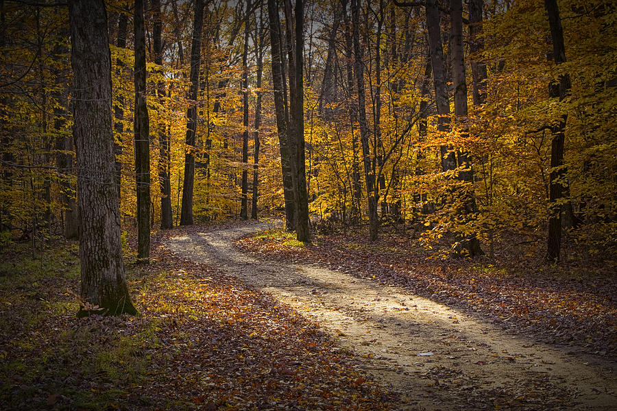Autumn Forest Path Photograph by Randall Nyhof - Fine Art America