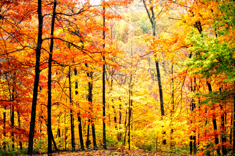 Autumn Forest Photograph by Randall Branham