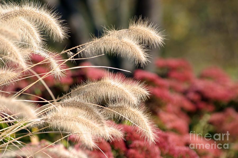 Autumn Garden Photograph by Living Color Photography Lorraine Lynch