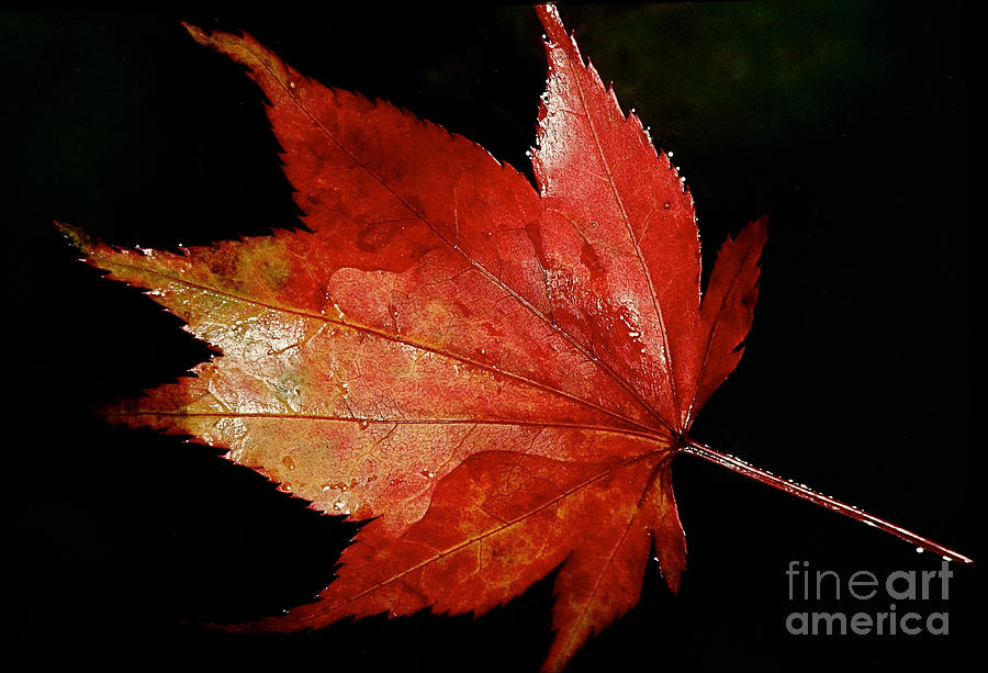 Tree Photograph - Autumn  by Gary Bridger
