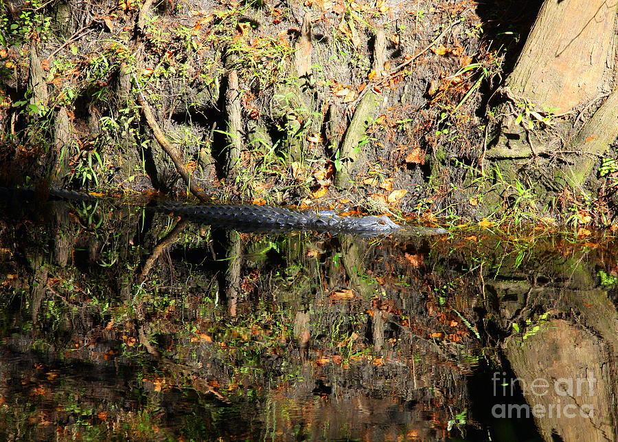 Autumn Gator Photograph