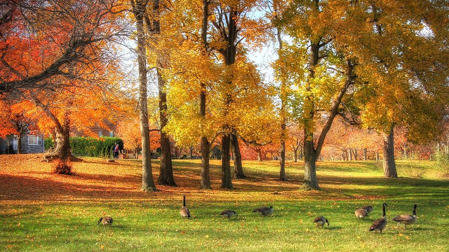Autumn Geese  Photograph by John Loreaux