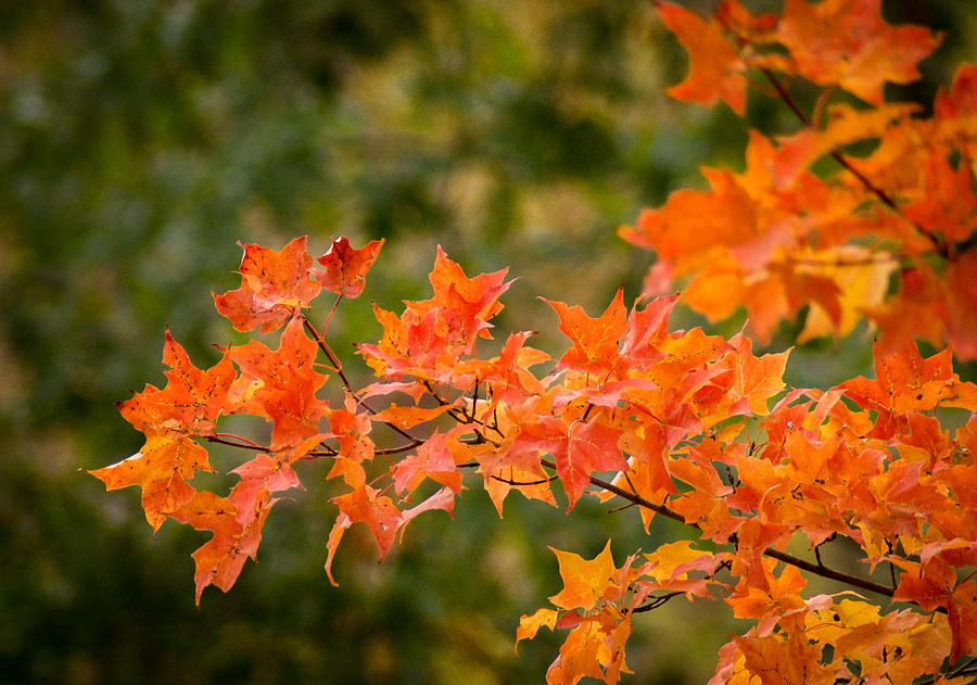 Autumn Glory Photograph by Bill Pevlor