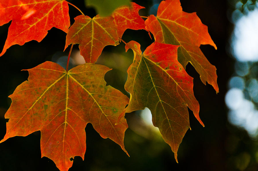 Autumn Glory Photograph by Cheryl Baxter